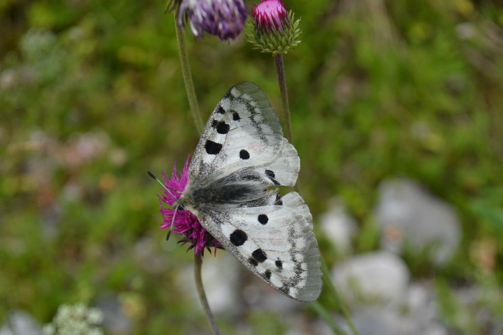 Parnassius apollo? - Si